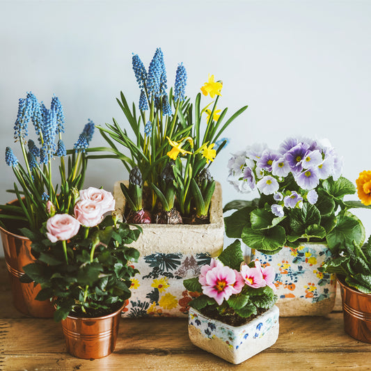 Indoor Plants That Help with Asthma and Improve Indoor Air Quality (Part 1)